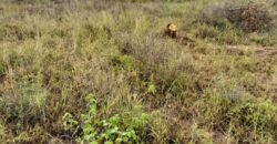Zawadi Gardens – Matuu